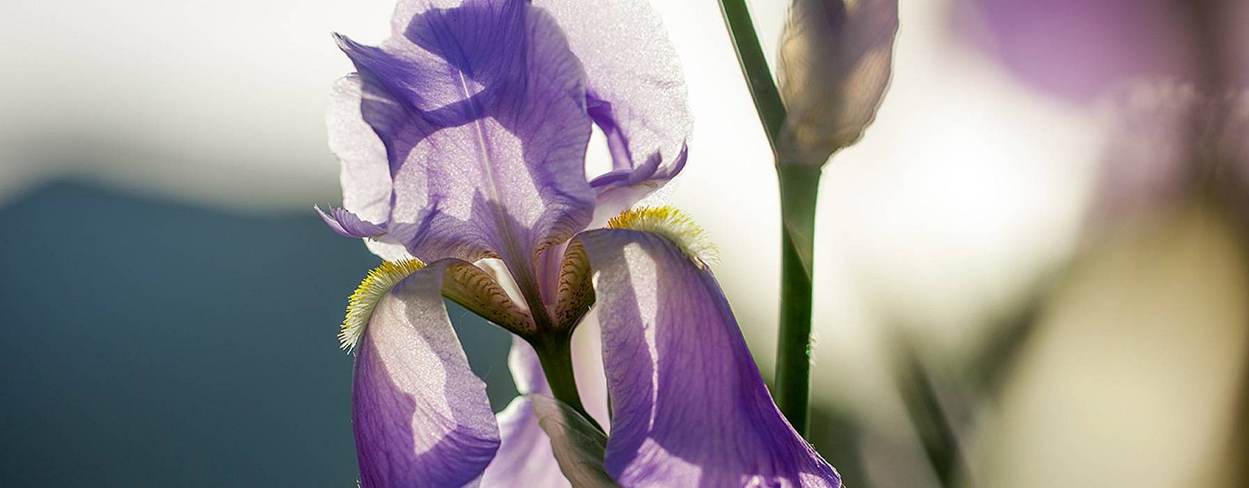 Irisblüte