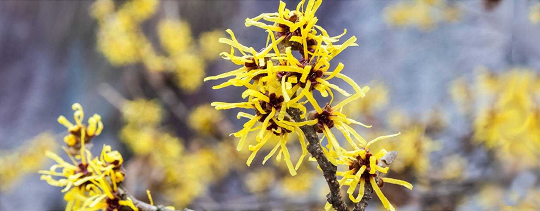 Gelbe Hamamelis Blueten