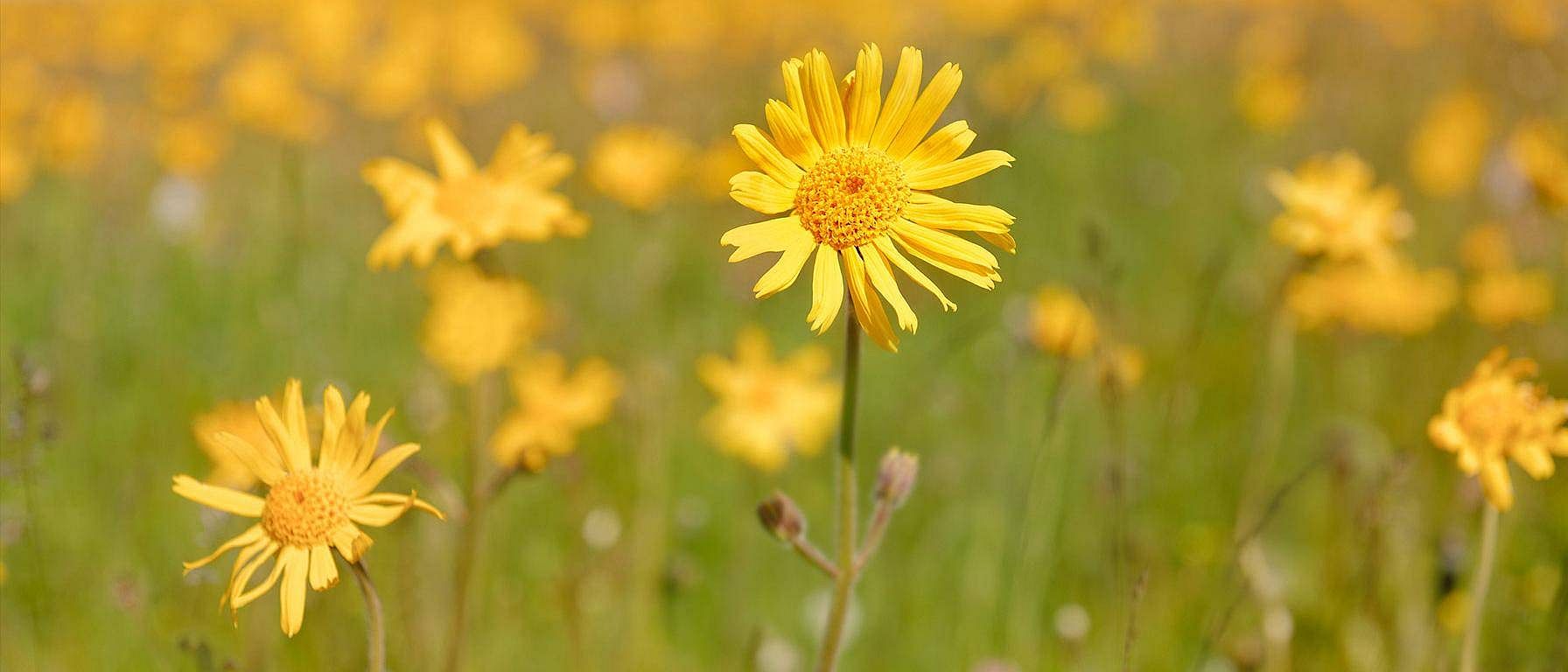 Arnika in der Wiese