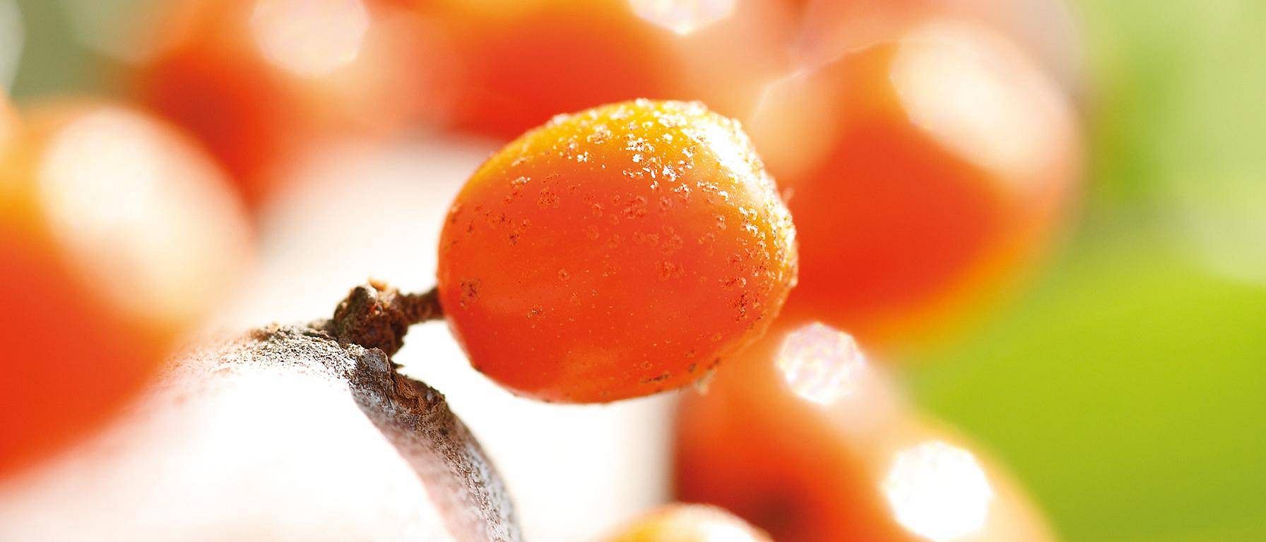 Sanddorn Beeren