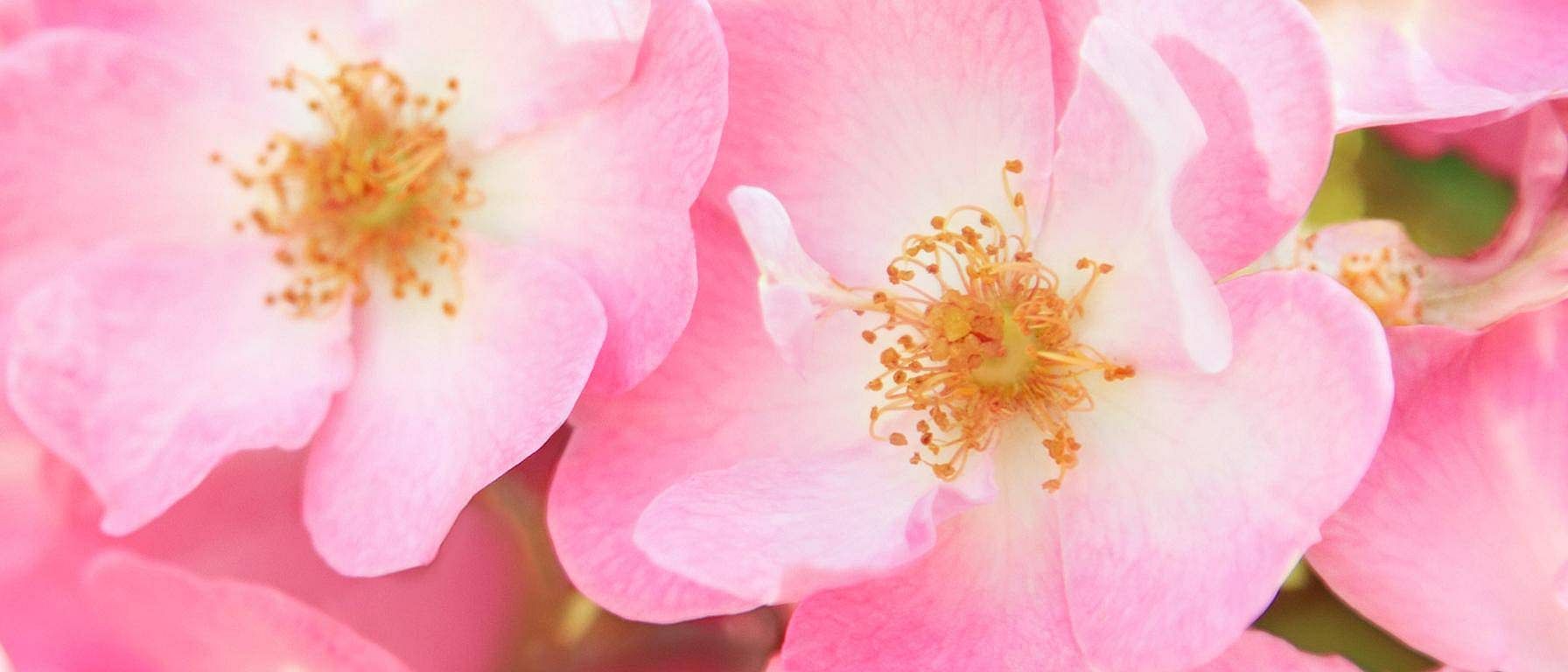 Wildrose