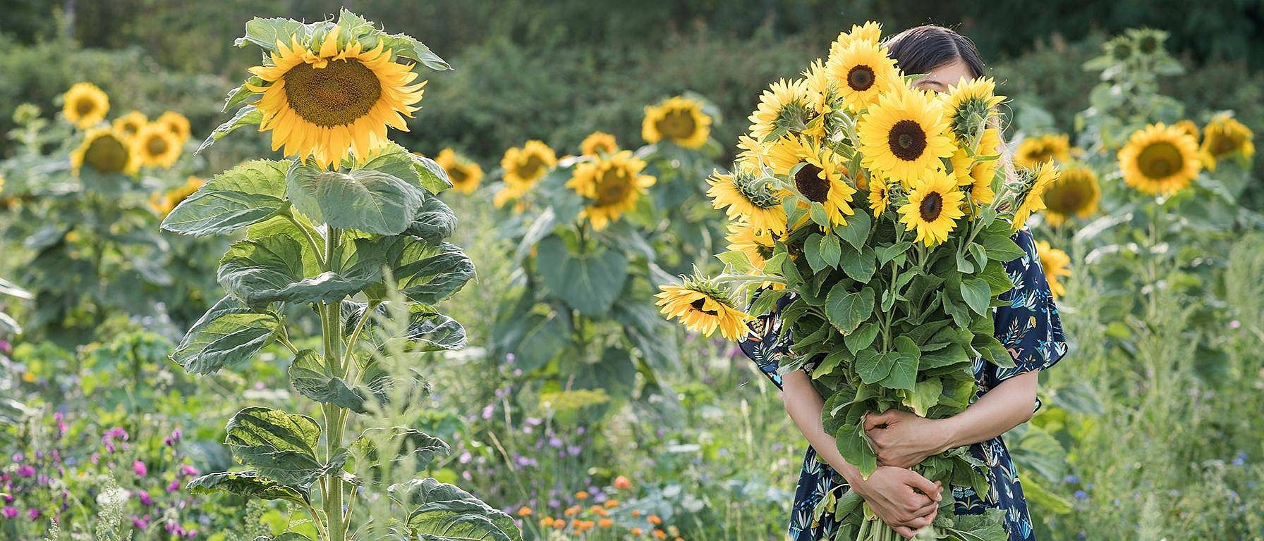 Frau steht in einem Sonnenblumenfeld und haelt sich grossen Sonnenblumenstrauss vor das Gesicht