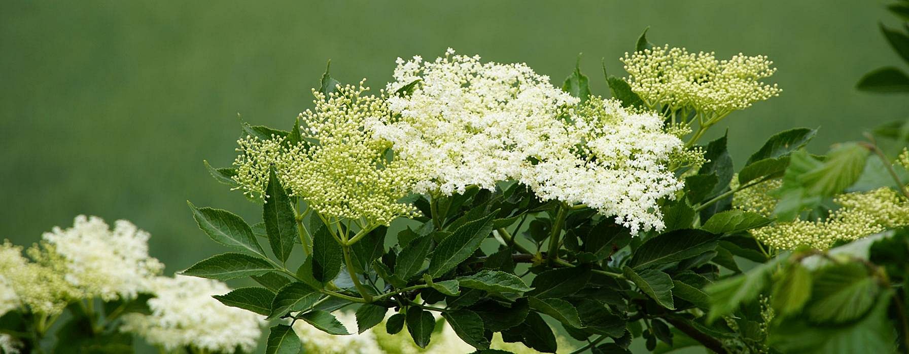 Holunderstrauch mit Blueten