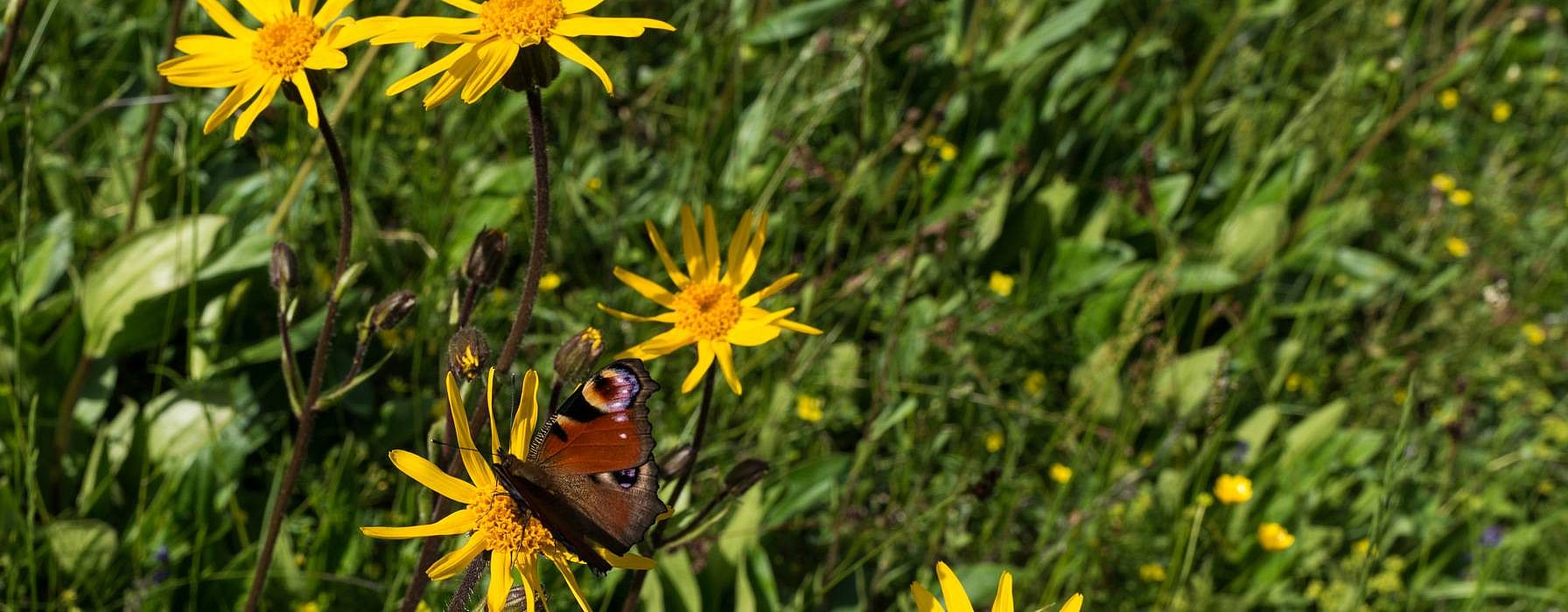 gelbe Bluete der Heilpflanze Arnica montana
