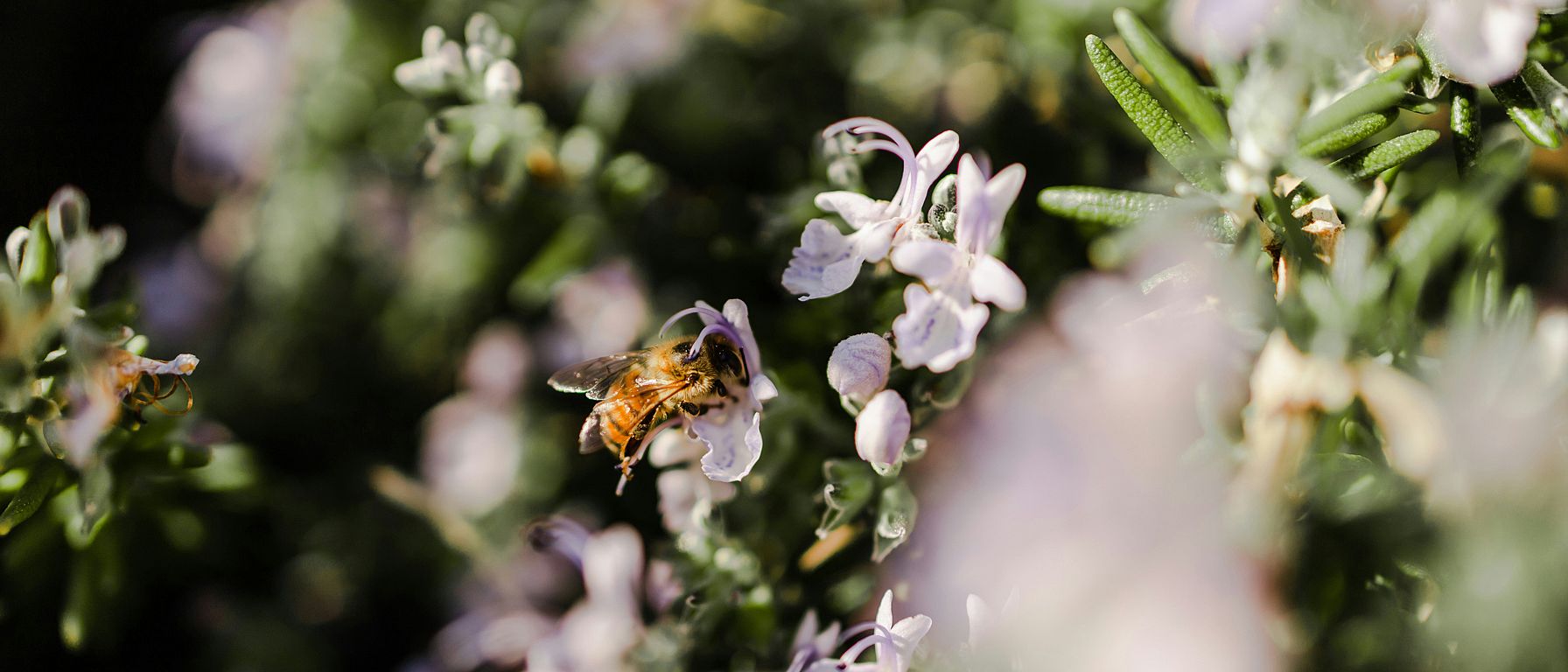 Biene auf Blüte