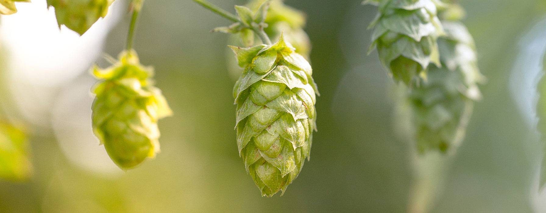 Hopfen