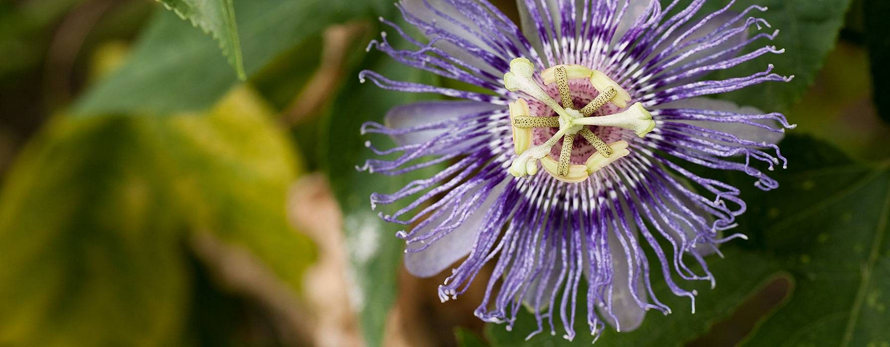 Passionsblume