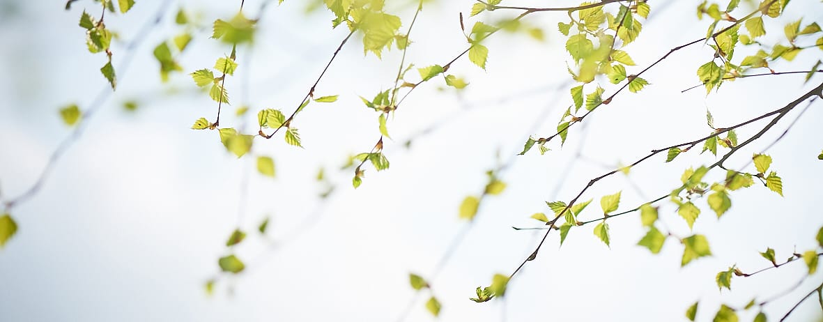 Birkenblätter vor hellblauem Himmel