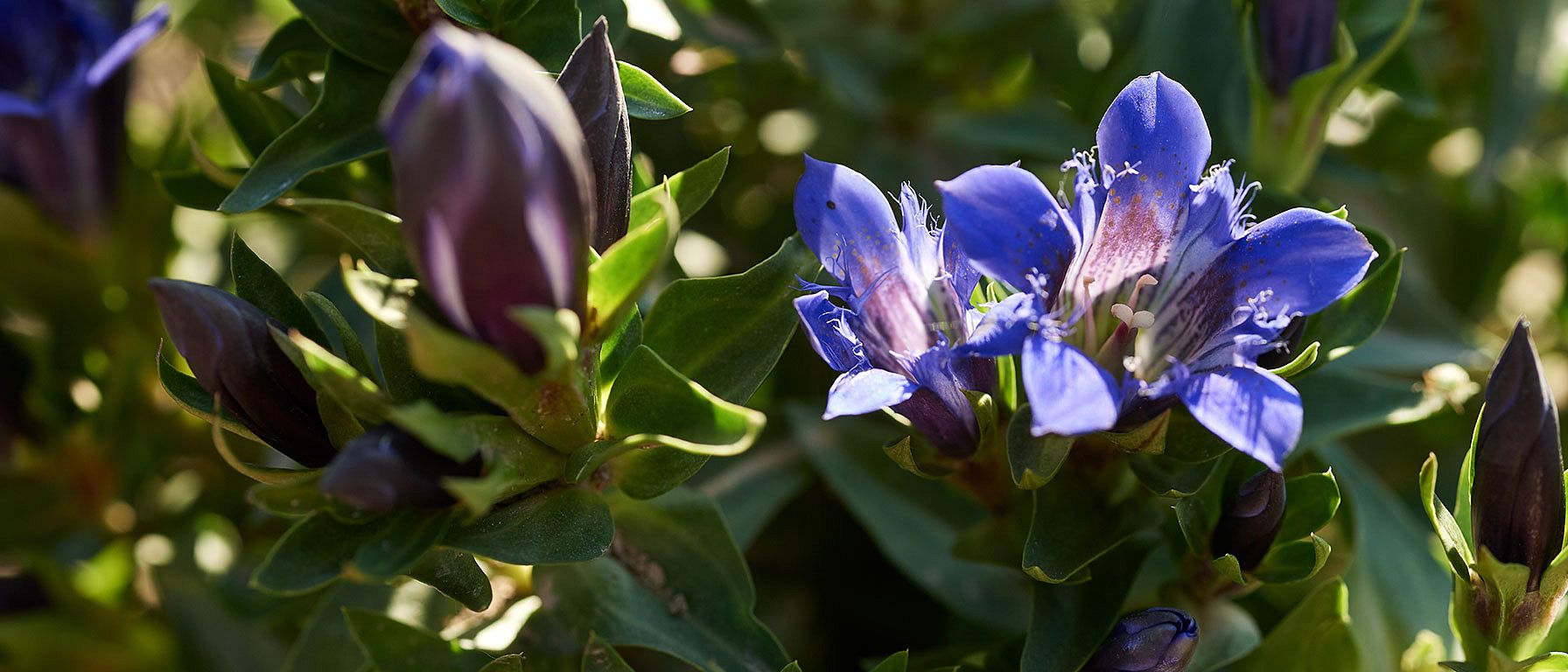 Blauer Enzian Pflanze