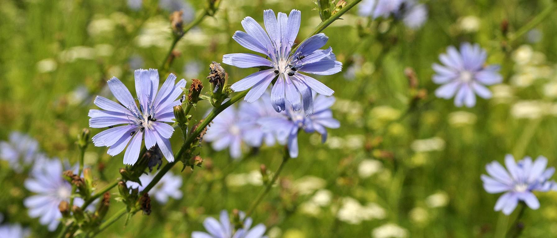 Eine gesunde Verdauung | Weleda® Gesundheitstipps