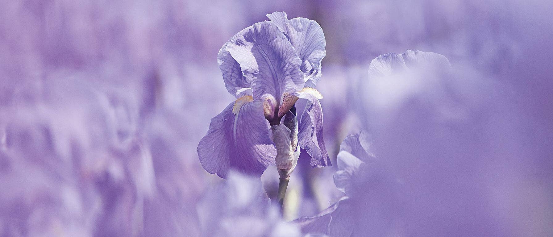 Iris Blüte von nahem