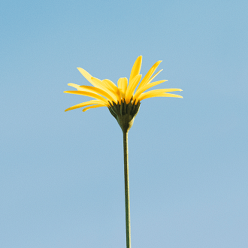Arnika Blüte