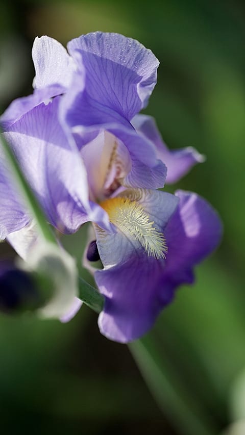 Iris von nahem