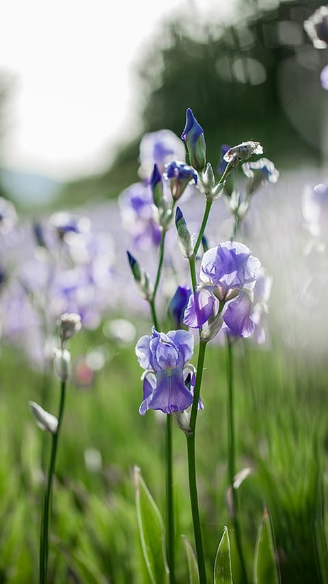 Iris im Feld