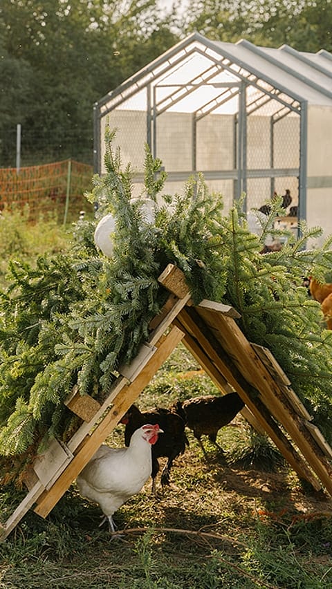 Huehner unter einem Dach aus Paletten und Zweigen, dahinter Gewaechshaus