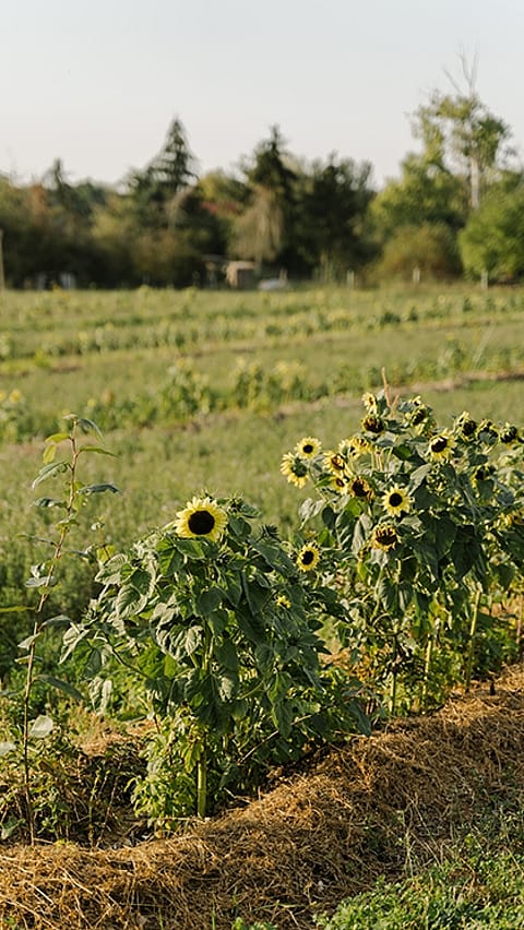 Sonnenblumen auf einem Feld
