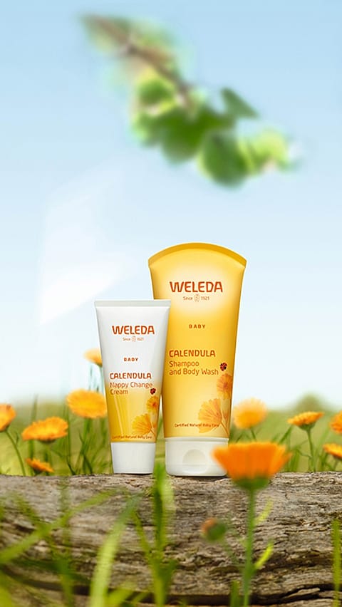 Calendula Wundschutzcreme und Calendula Waschlotion & Shampoo im Calendula Feld