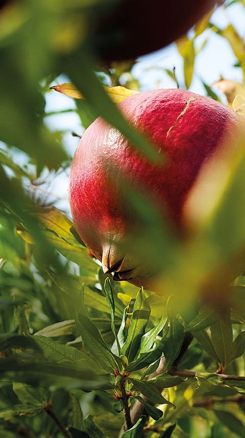 Granatapfel Frucht am Baum