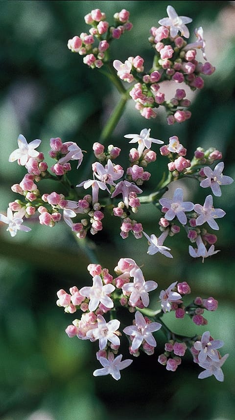 Tausengüldenkraut, Centaurium minor