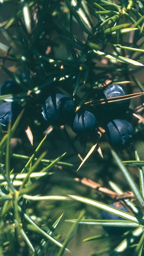 Wachholder, Juniperus