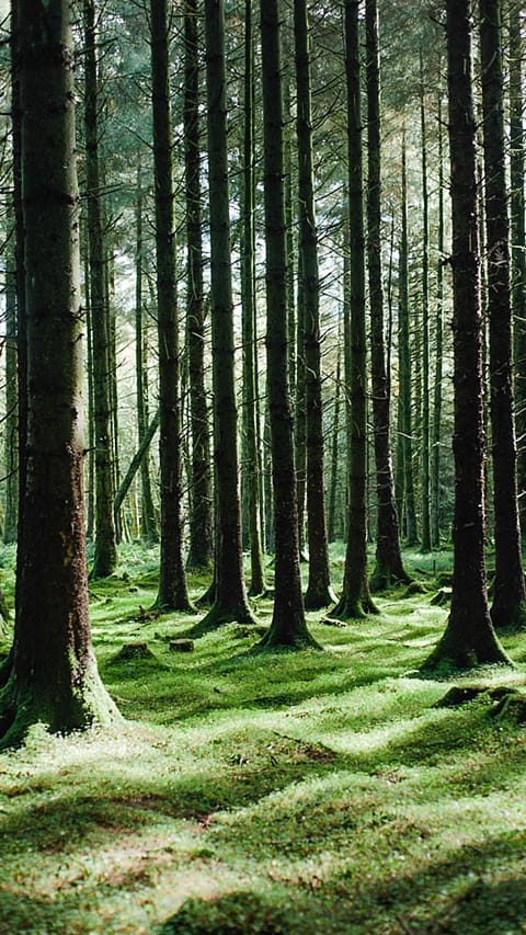 Wald mit Sonnenstrahlen