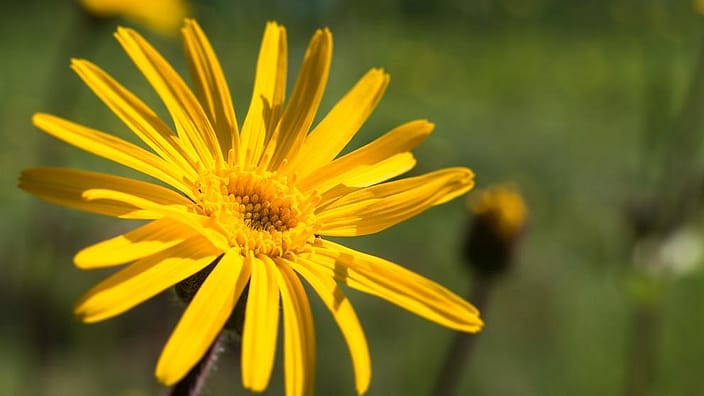 Eine einzelne Arnika Blüte