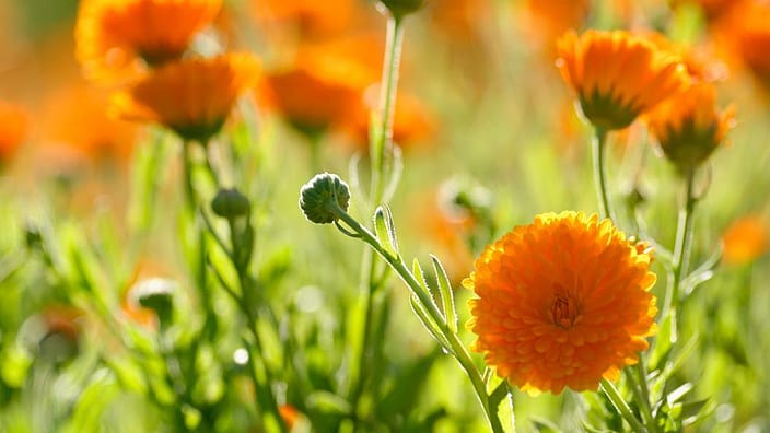 Calendula auf der Wiese