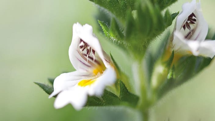 Euphrasia