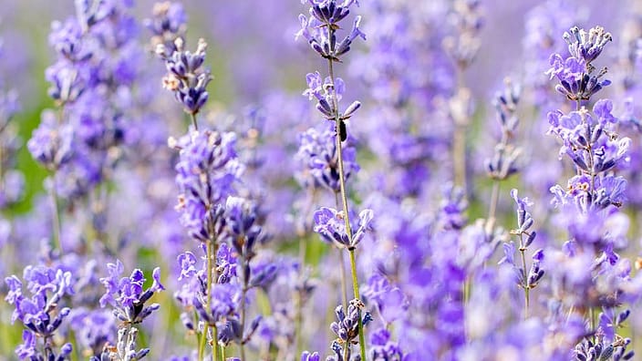 Lavendel
