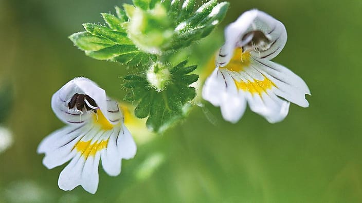 Euphrasia