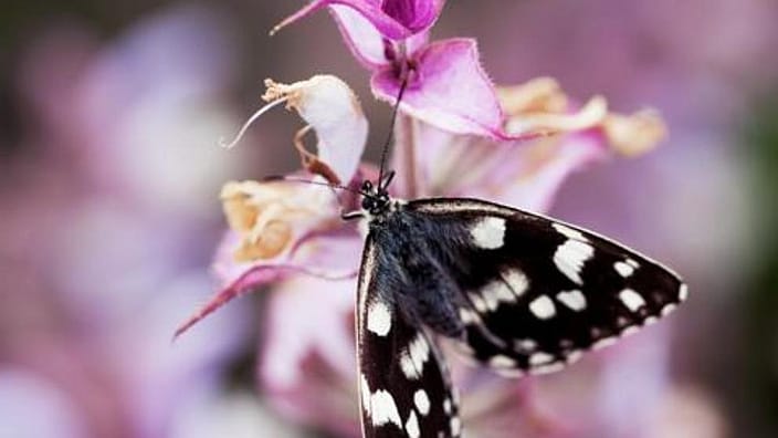 Schmetterling auf Blume