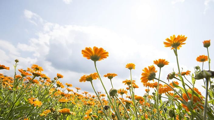 Calendula