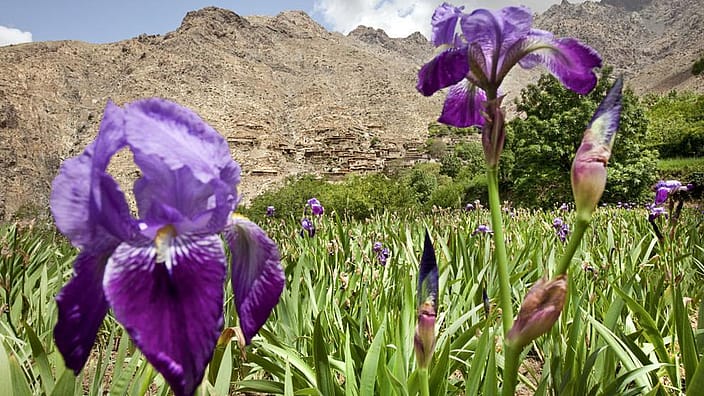 Iris