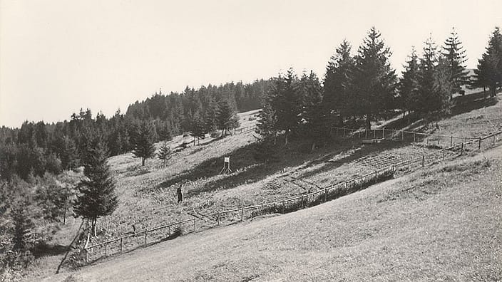 Historisches Bild der Arnika Ernte im Allgaeu
