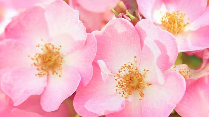 Wildrose