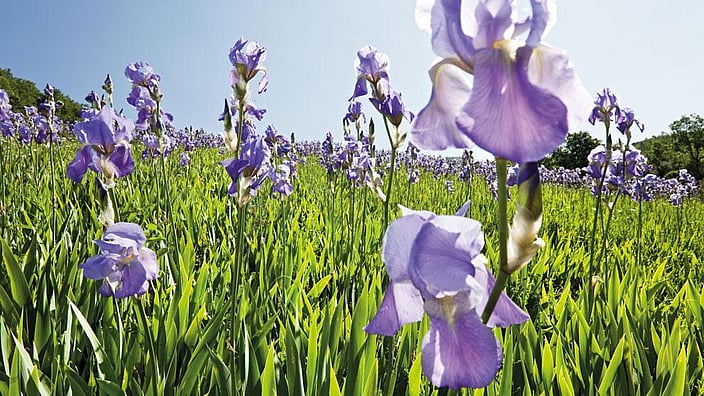 Iris Blumen in der Wiese