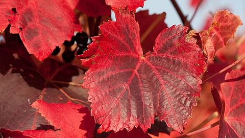 Rote Weinblaetter
