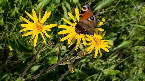 Gelbe Blüte der Heilpflanze Arnika montana