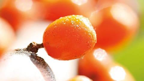 Sanddorn Beeren