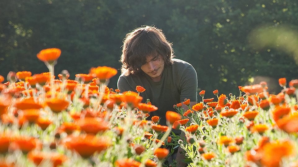 Gaertner in einem Calendulafeld der Weleda