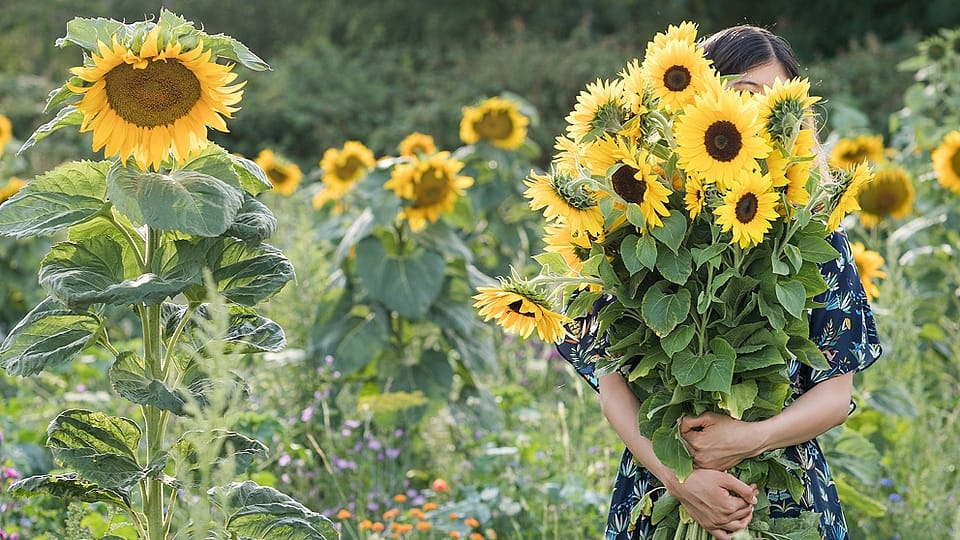 Frau steht in einem Sonnenblumenfeld und haelt sich grossen Sonnenblumenstrauss vor das Gesicht