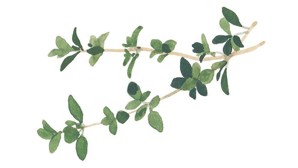 Thymus Vulgaris (Thyme) Flower/Leaf Oil