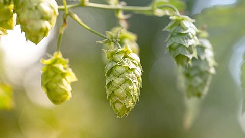Hopfendolden