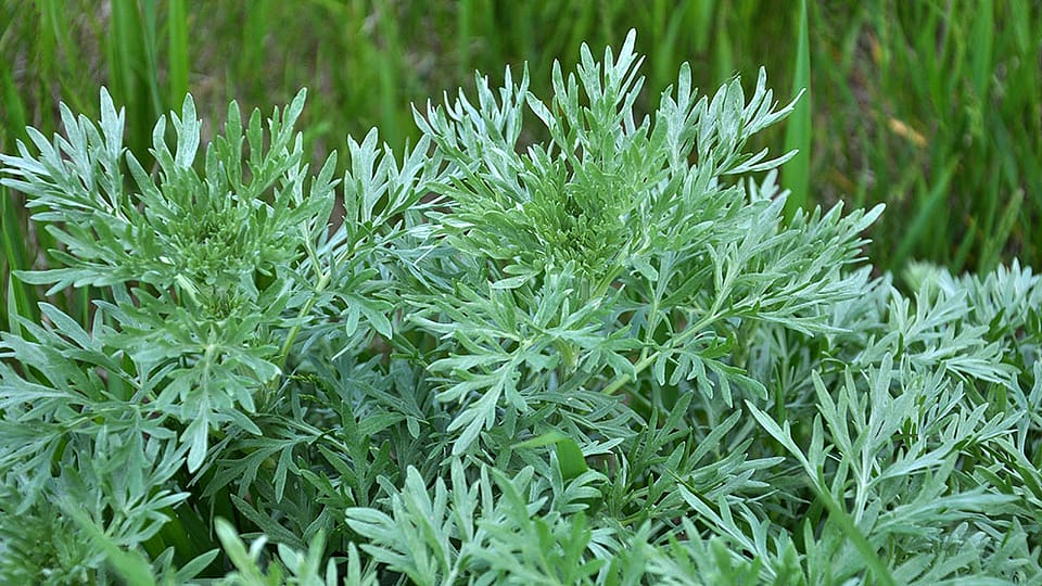 Heilpflanze Wermut