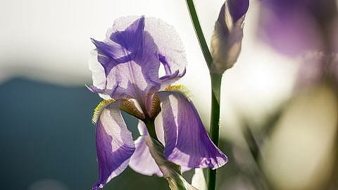Irisblüte
