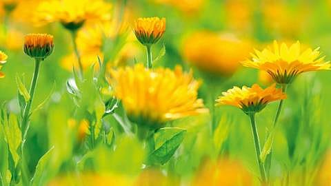 Calendula
