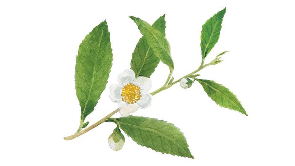 Camellia Sinensis Leaf Extract (White Tea)