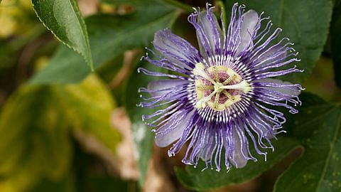 Passionsblume