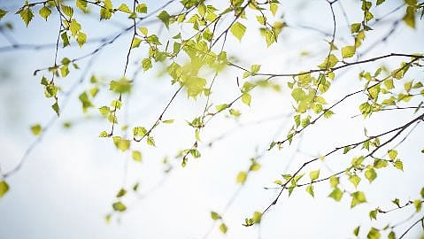 Birkenblätter vor hellblauem Himmel