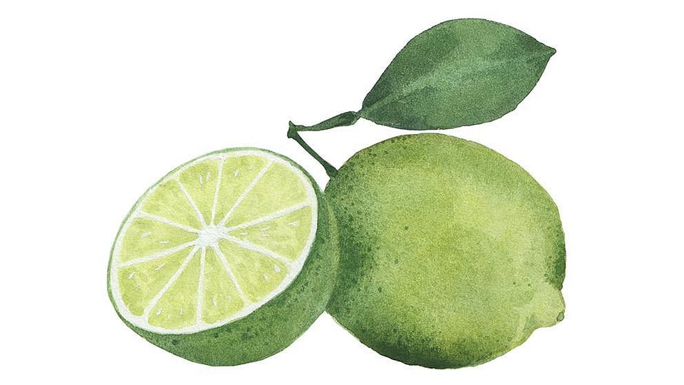 Citrus Aurantifolia (Lime) Peel Oil